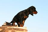 SETTER GORDON 013